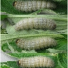 musch proto larva5 volg2 